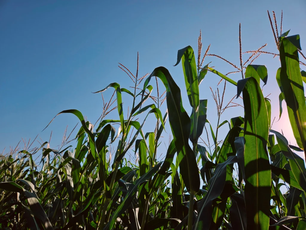 Tops of corn field.