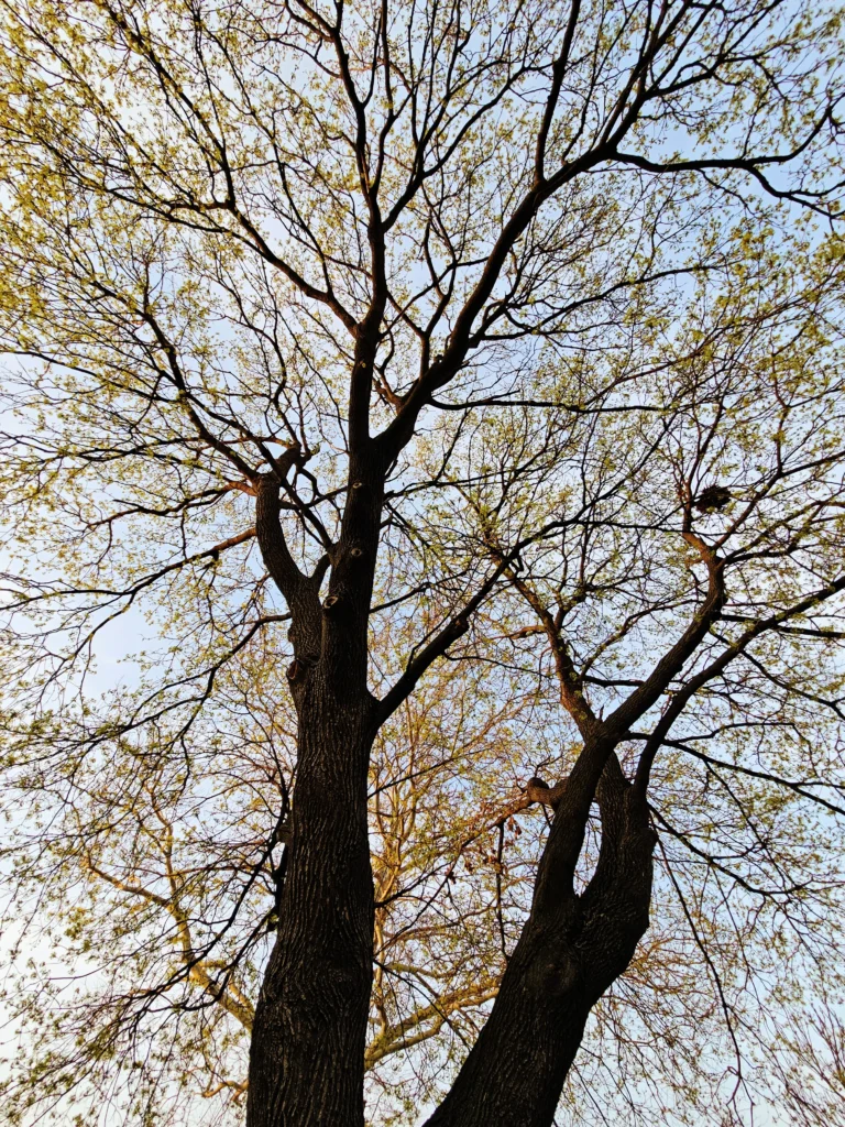 A low angle view of bare tree with sprawling thin branches in the late evening.. A bird nest is exposed high up with yellow leaves.